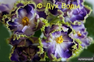 Фиалка Ф-Дух Воды
