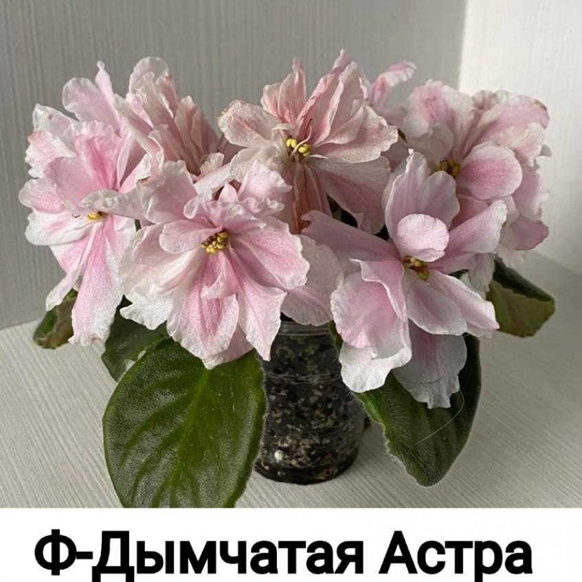 Фиалка Ф-Дымчатая Астра 2