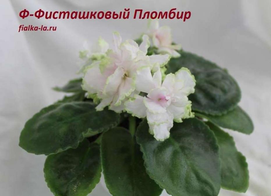 Фиалка Ф-Фисташковый Пломбир 6