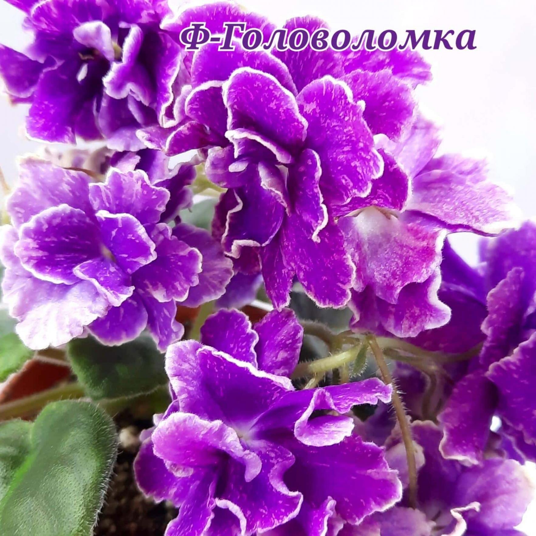 Фиалка Ф-Головоломка 4