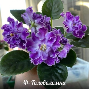 Фиалка Ф-Головоломка