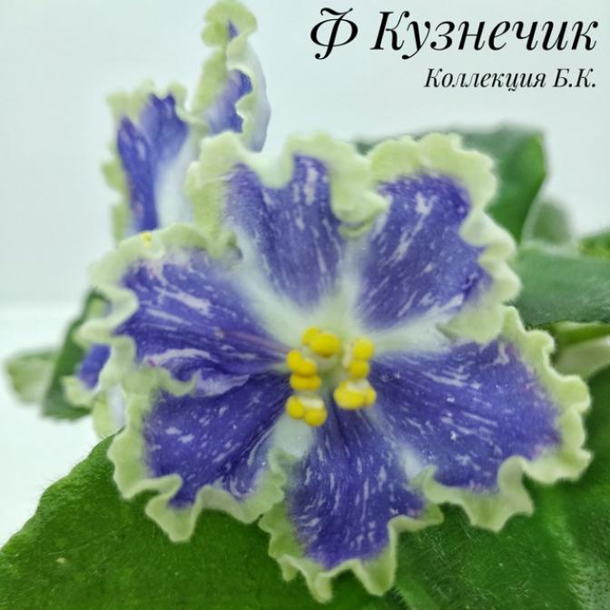 Фиалка Ф-Кузнечик 2