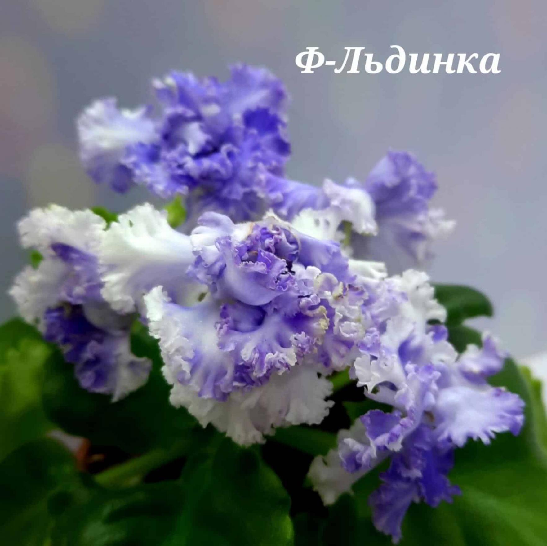 Фиалка Ф-Льдинка 2