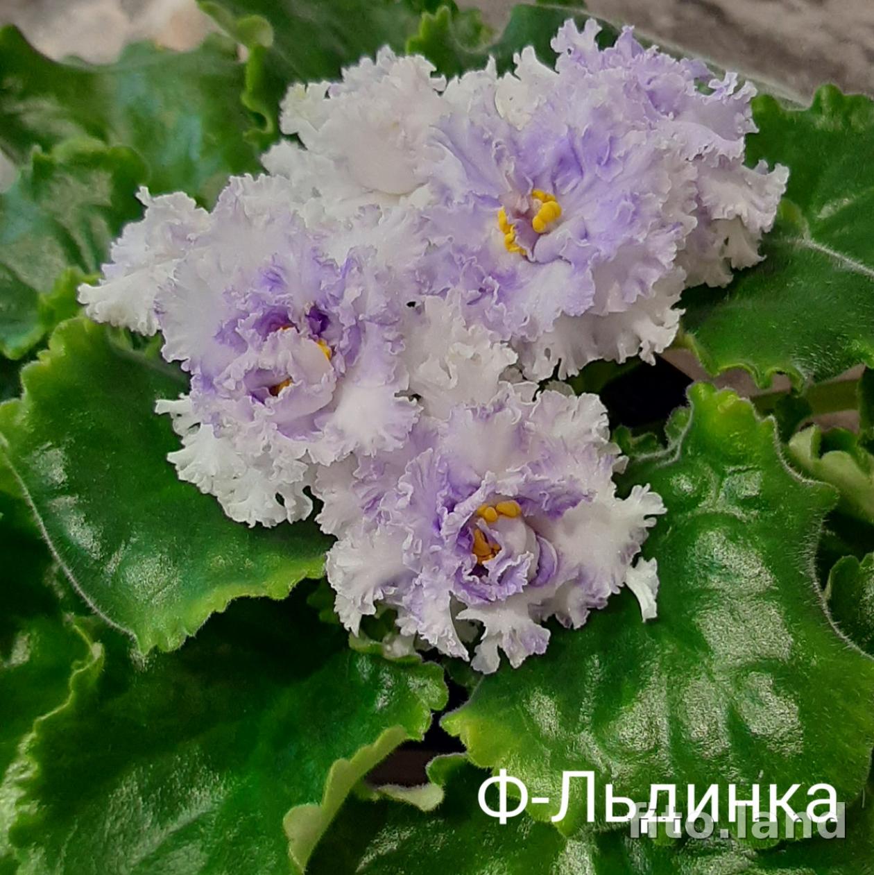 Фиалка Ф-Льдинка 5