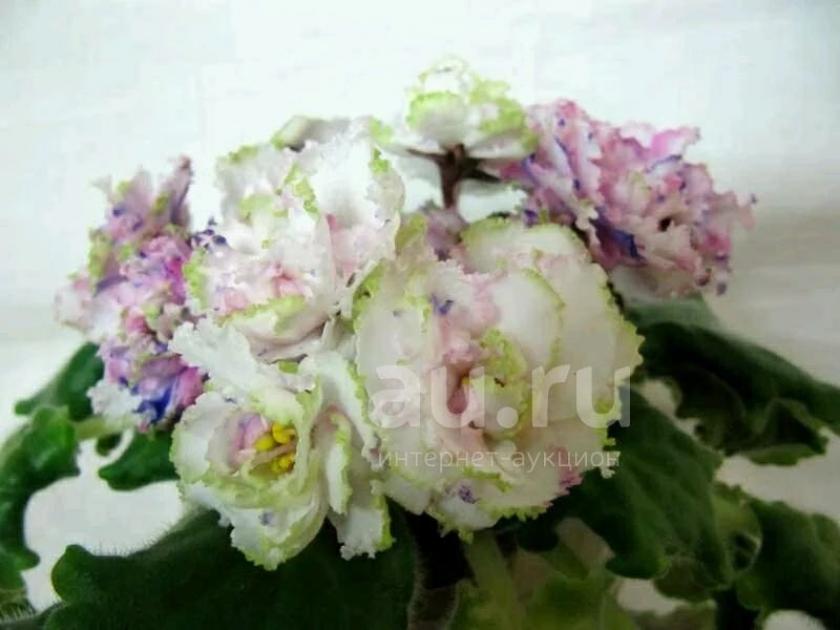 Фиалка Ф-Самоцветы