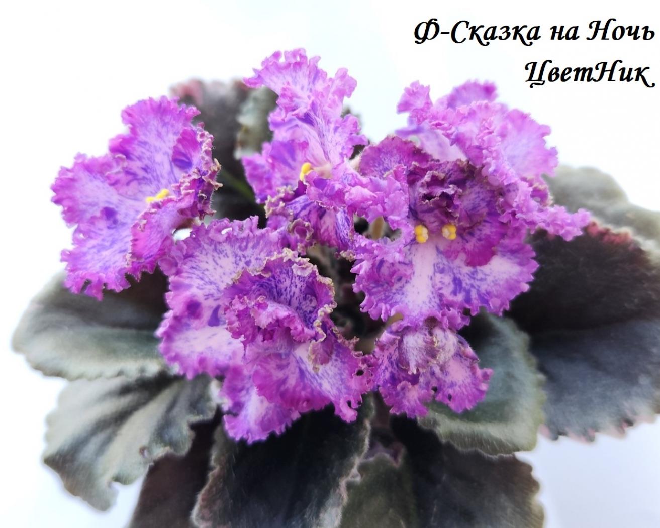 Фиалка Ф-Сказка на Ночь 3