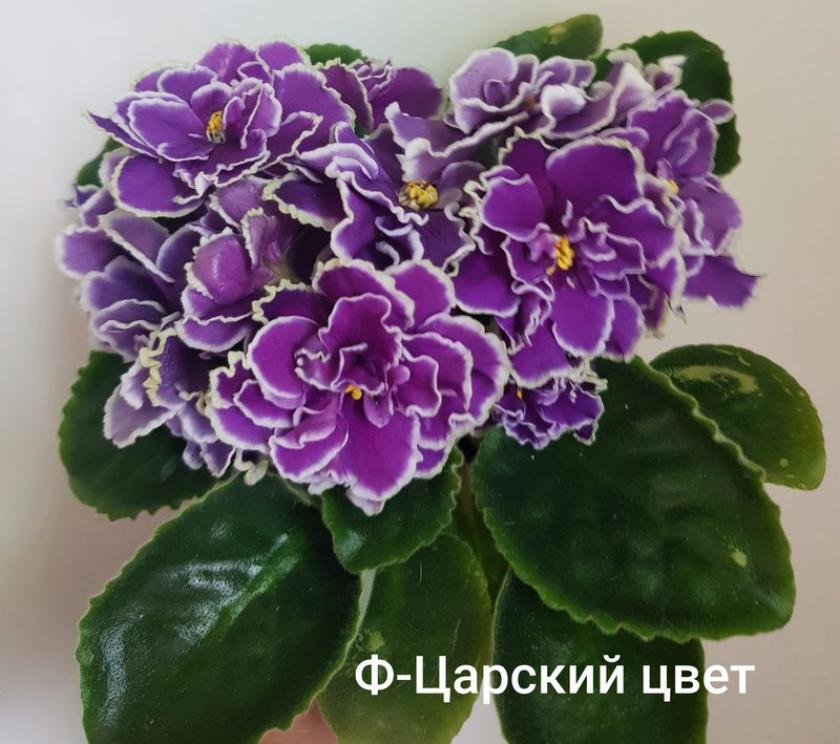 Фиалка Ф-Царский цвет 2