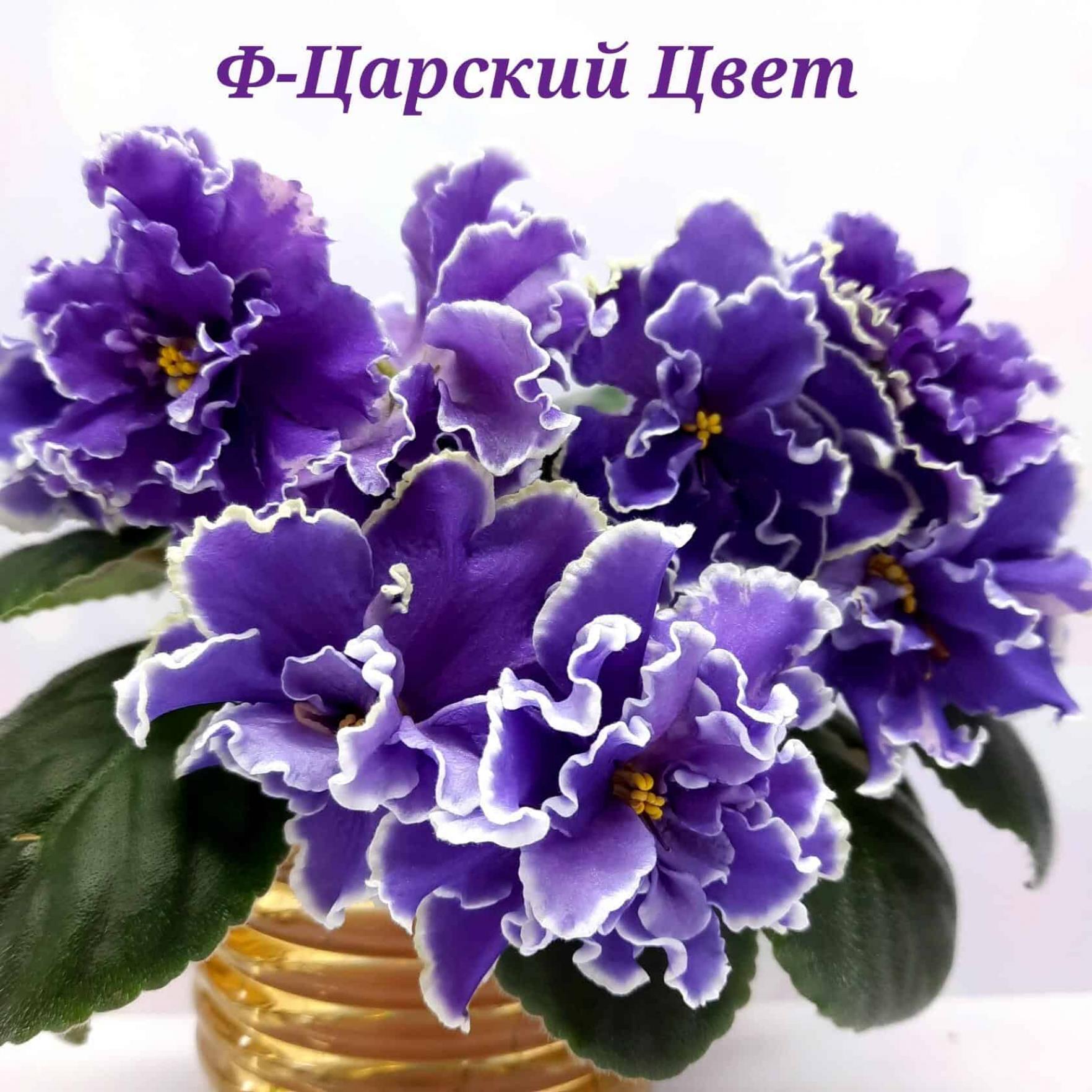Фиалка Ф-Царский цвет 4
