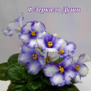 Фиалка Ф-Зеркало Души