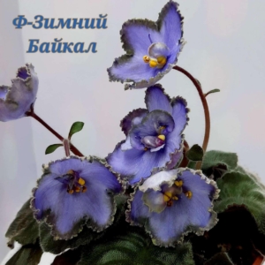 Фиалка Ф-Зимний Байкал