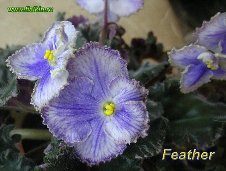 Фиалка Feather 4