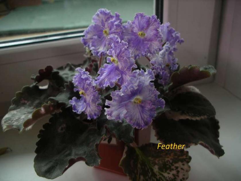 Фиалка Feather