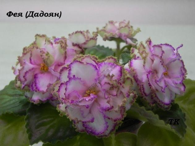 Фиалка Фея (Дадоян Т.Л.) 6