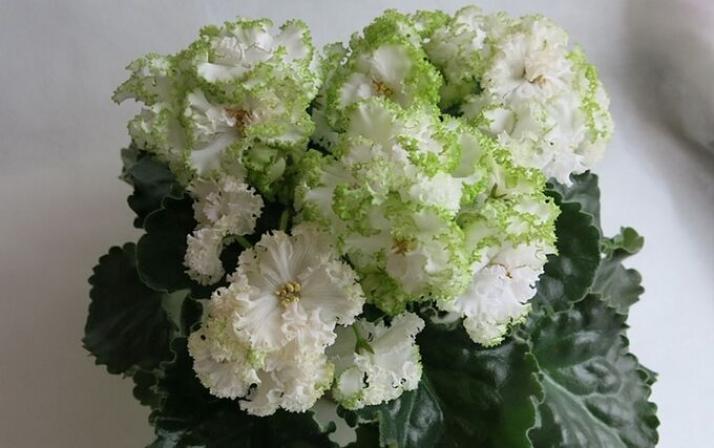 Фиалка Гриня 3