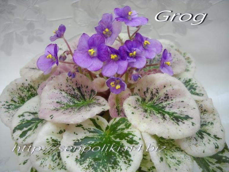 Фиалка Грог (Grog) 4