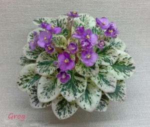 Фиалка Грог (Grog)