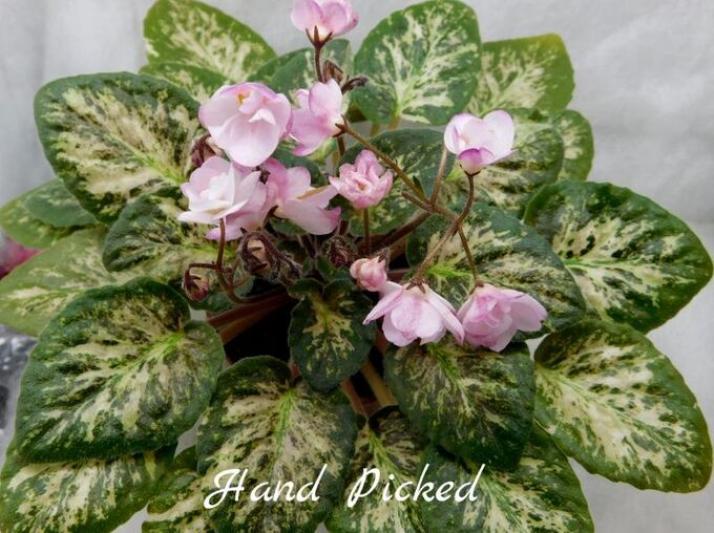 Фиалка Hand Picked 4