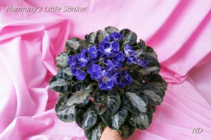 Фиалка Harmonys Little Stinker