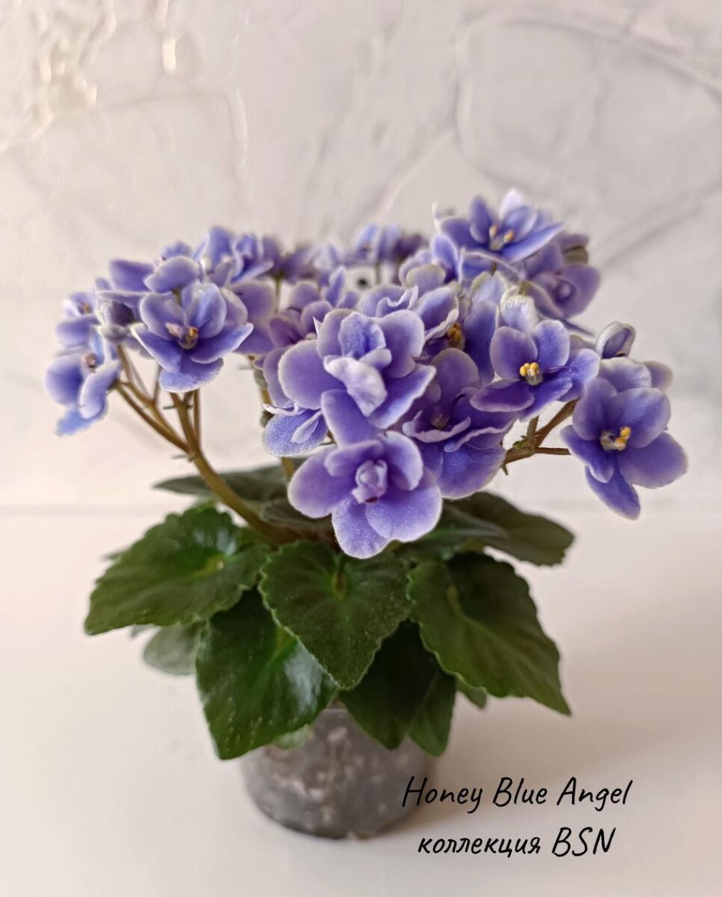 Фиалка Honey Blue Angel 3