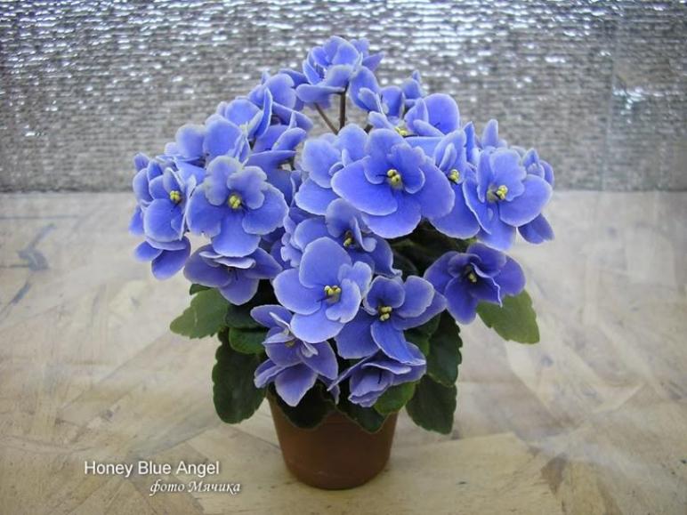 Фиалка Honey Blue Angel 4