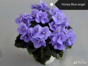 Фиалка Honey Blue Angel