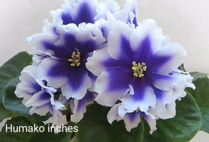 Фиалка Humako Inches 7