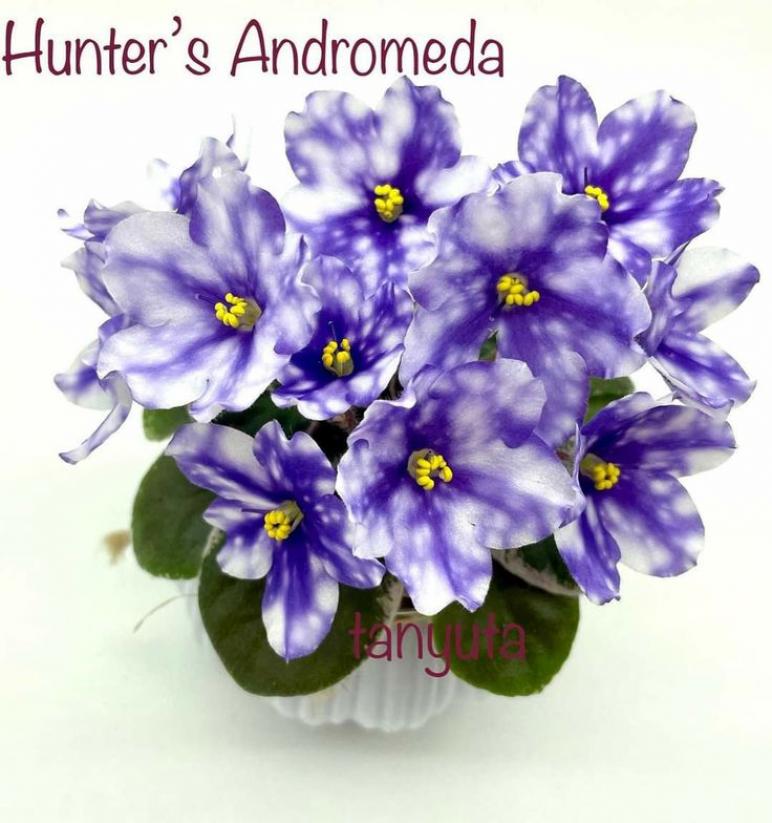 Фиалка Hunters Andromeda 4