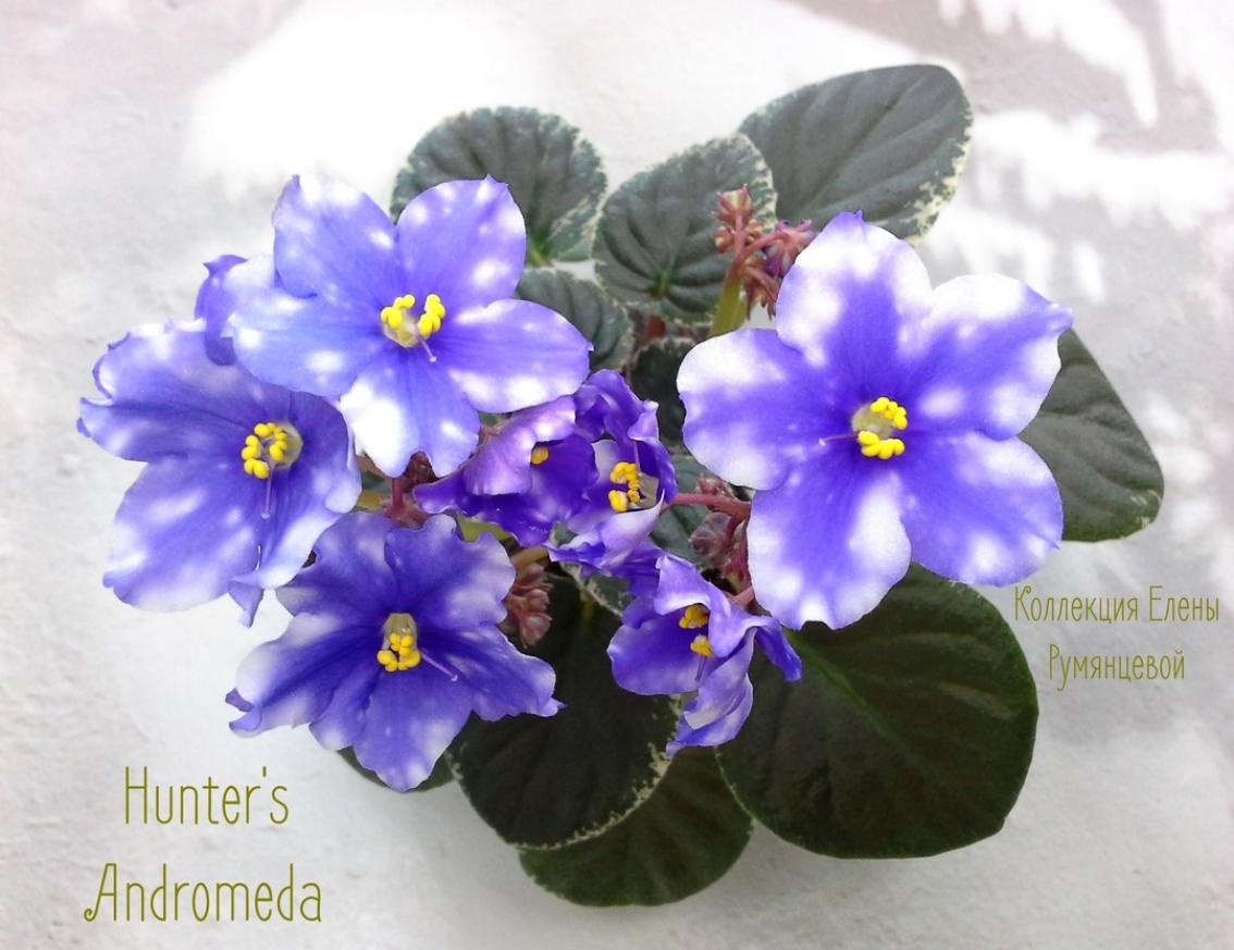 Фиалка Hunters Andromeda