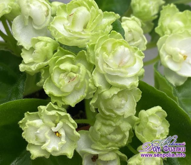 Фиалка Hunters Cabbage Goddess 2