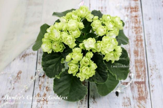 Фиалка Hunters Cabbage Goddess 3