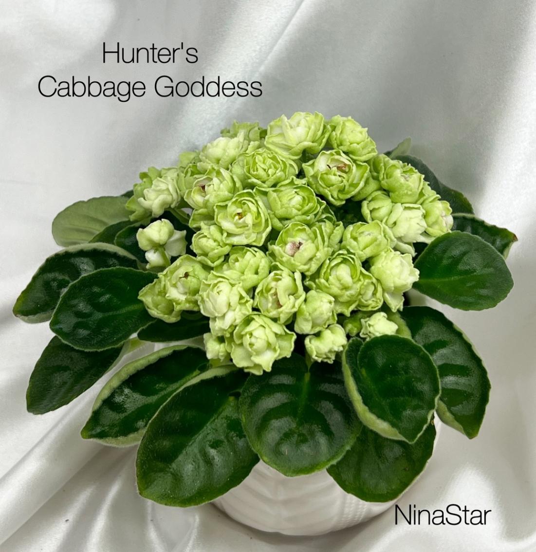 Фиалка Hunters Cabbage Goddess 4
