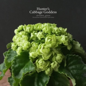 Фиалка Hunters Cabbage Goddess