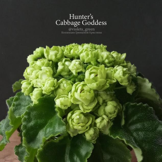 Фиалка Hunters Cabbage Goddess