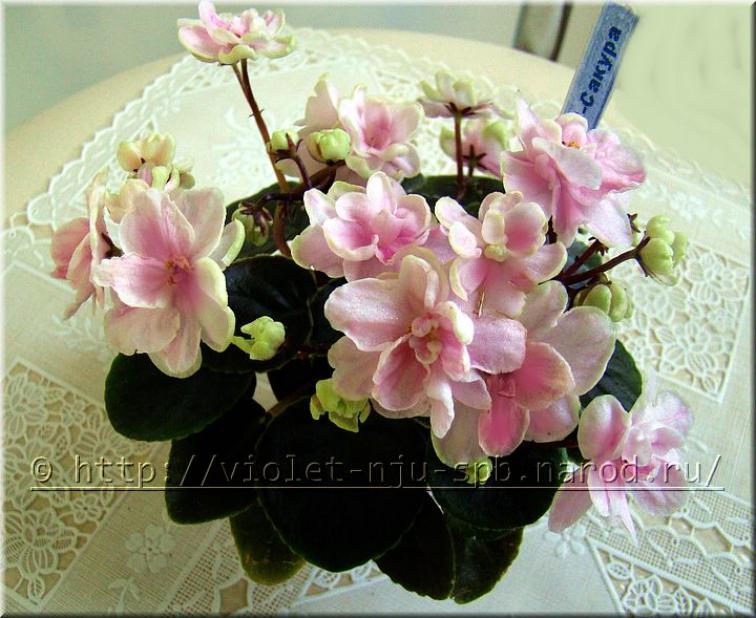 Фиалка Hunters Sweet Sakura 2