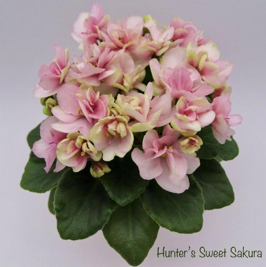 Фиалка Hunters Sweet Sakura 4