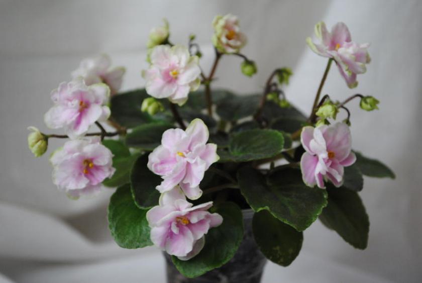 Фиалка Hunters Sweet Sakura 5