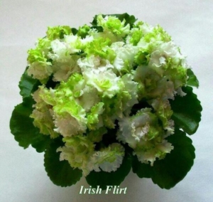 Фиалка Irish Flirt