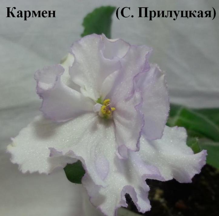 Фиалка Кармен (Макуни) 3