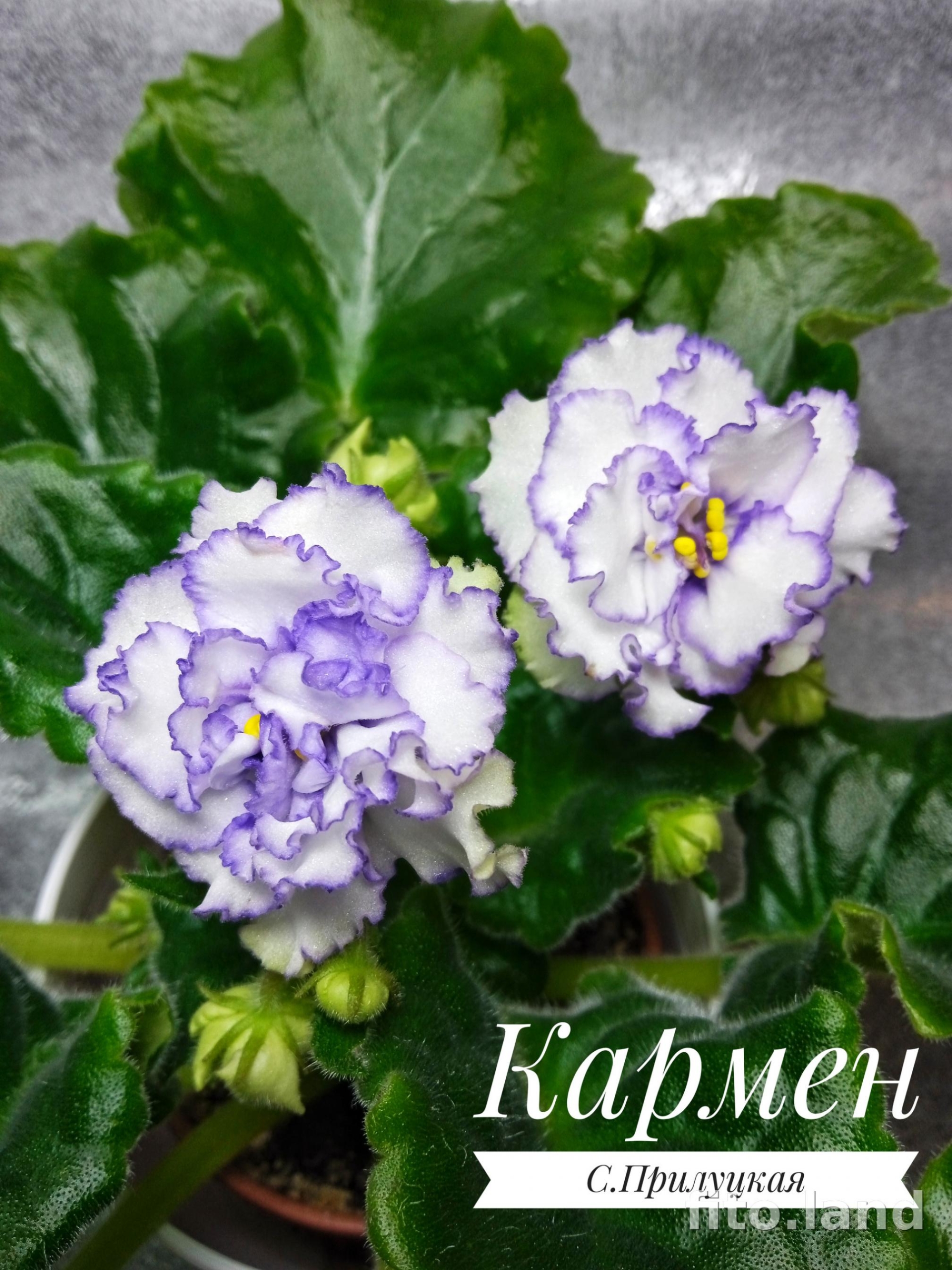 Фиалка Кармен (С. Прилуцкая) 3