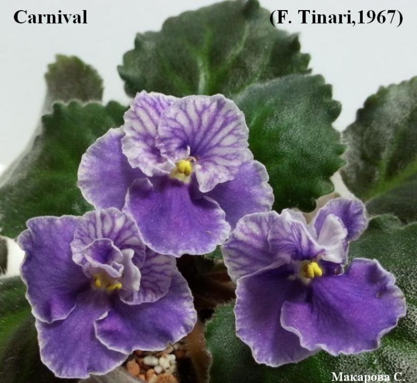 Фиалка Карнавал (Carnival (F. Tinari)) 3