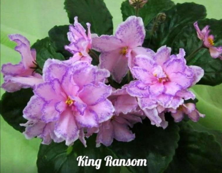 Фиалка Kings Ransom