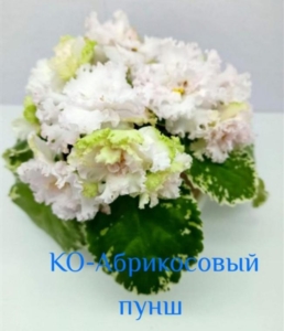 Фиалка КО-Абрикосовый Пунш