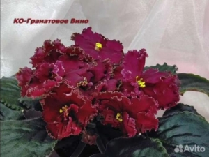 Фиалка КО-Гранатовое вино