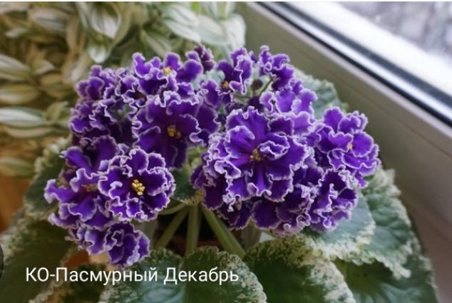 Фиалка КО-Пасмурный Декабрь 2