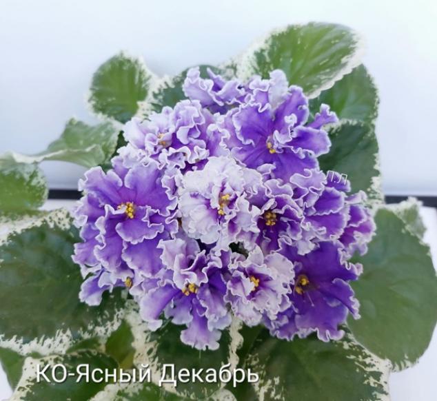 Фиалка КО-Ясный Декабрь 4