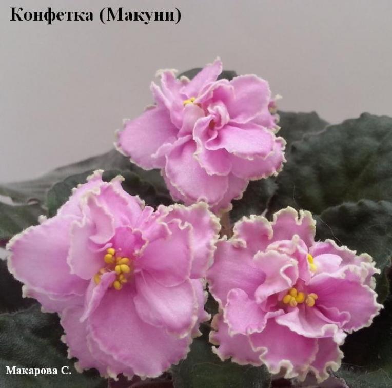 Фиалка Конфетка (Макуни) 4