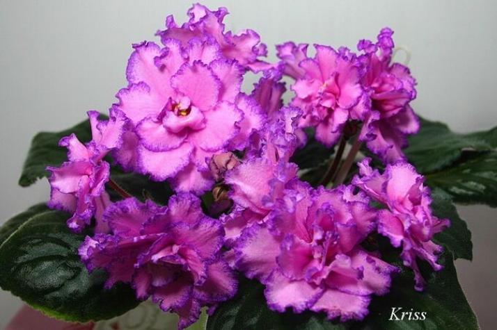 Фиалка Крис (Kris) 2