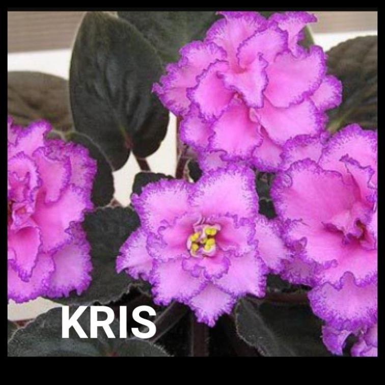 Фиалка Крис (Kris)
