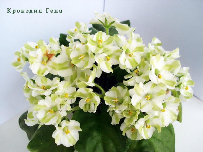 Фиалка Крокодил Гена 3