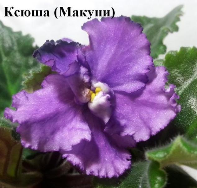Фиалка Ксюша (Б.Макуни) 5